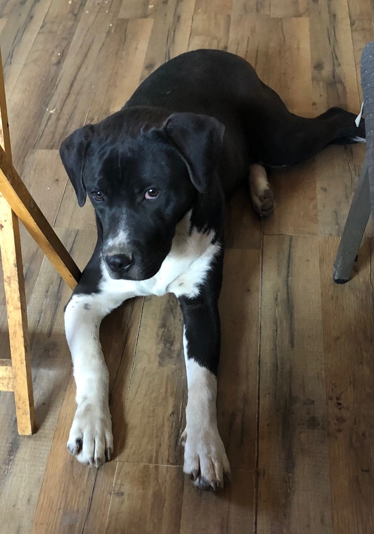 Enlarge Superman , a Adoptable mixed breed in Anna, TX image 3/10