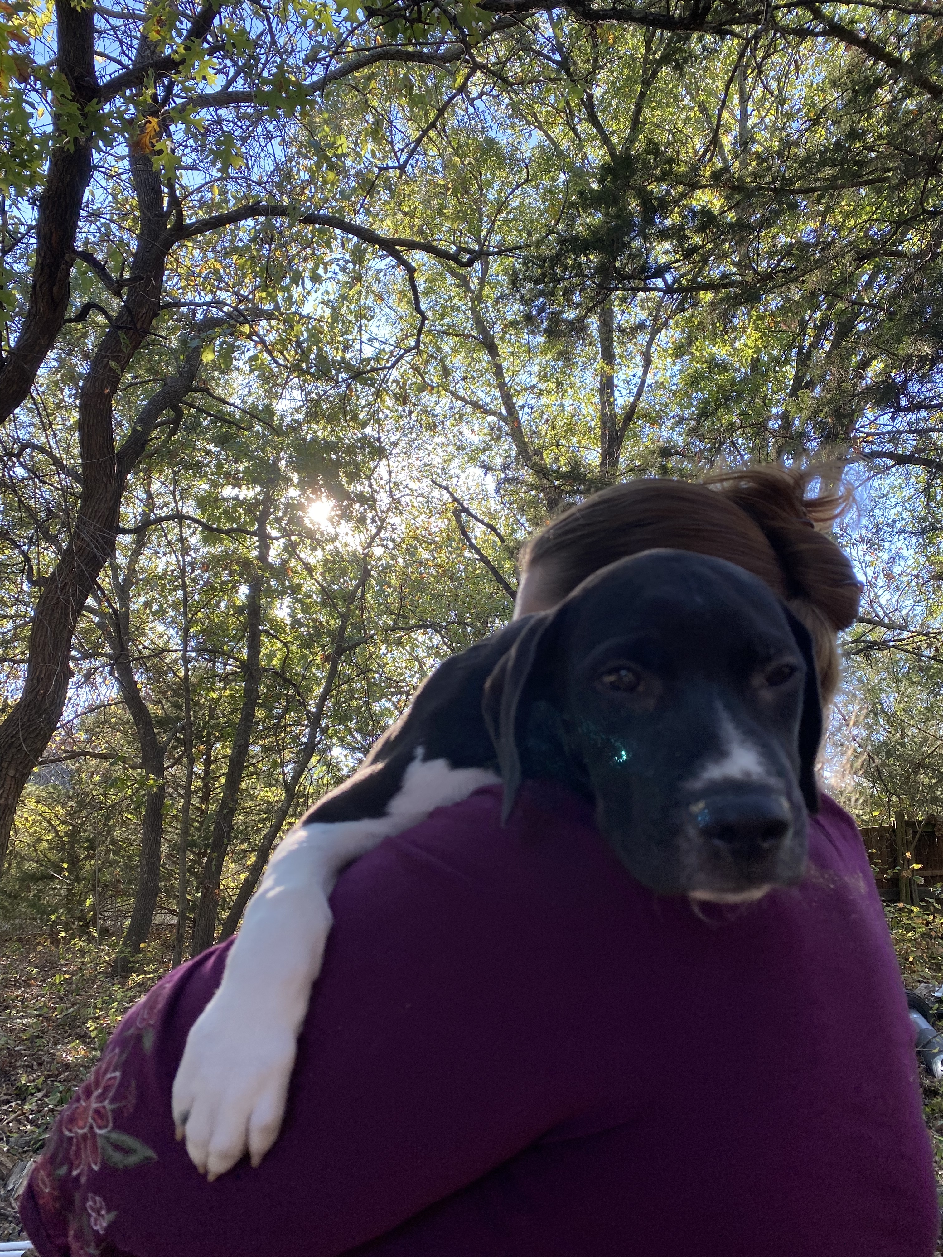Enlarge Superman , a Adoptable mixed breed in Anna, TX image 4/10