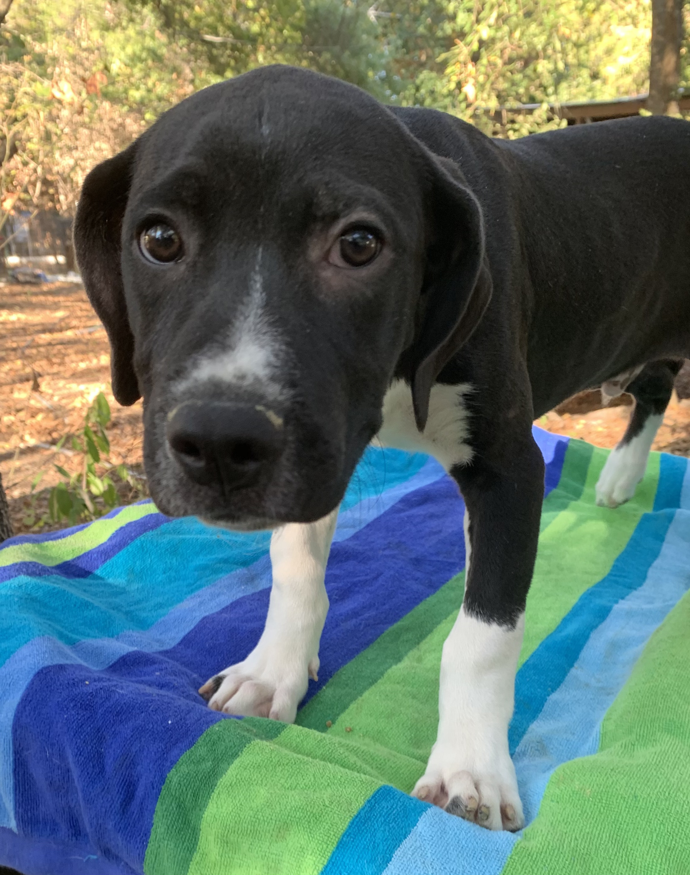 Enlarge Superman , a Adoptable mixed breed in Anna, TX image 6/10