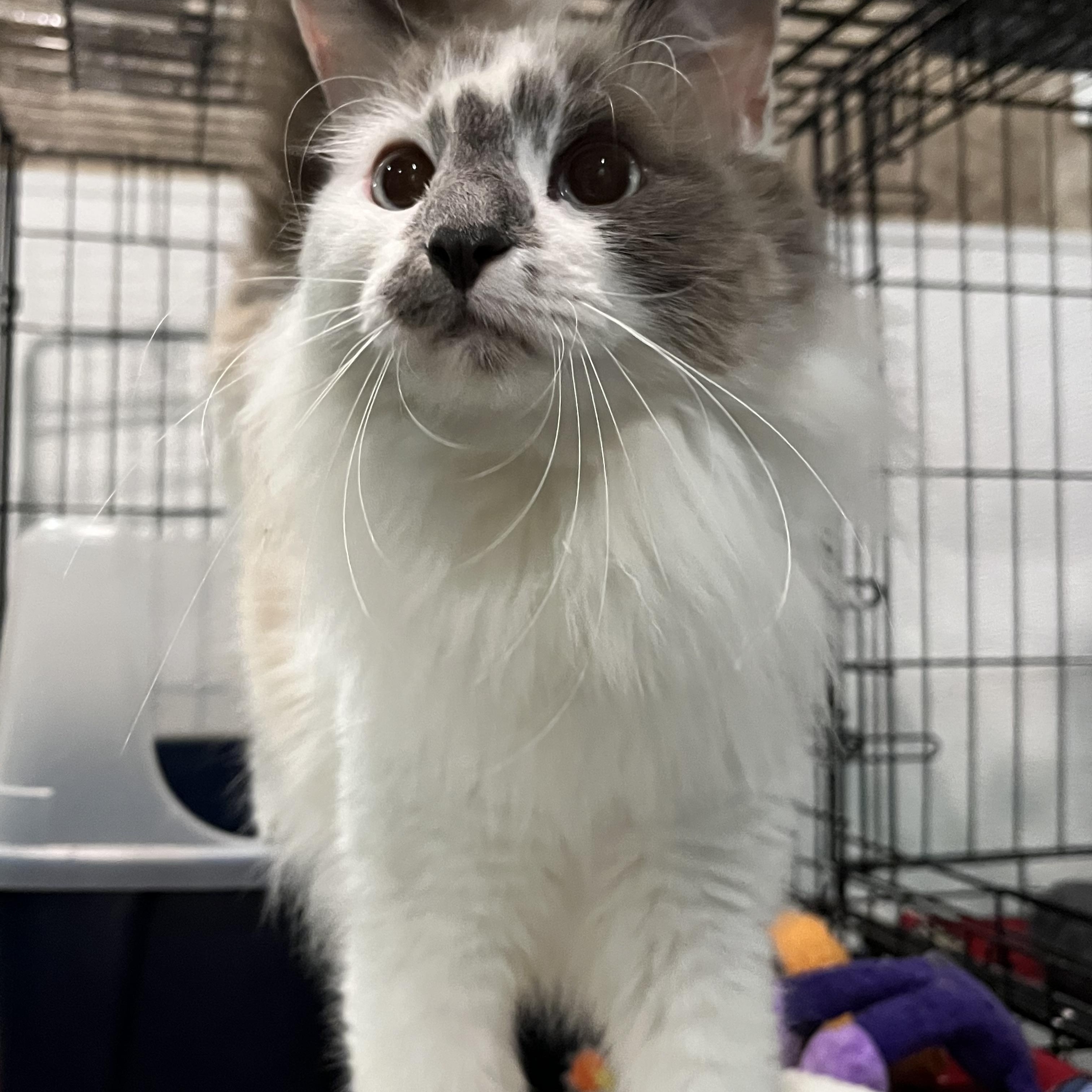 Oddy 0377, adoptable, Young Male Domestic Long Hair.