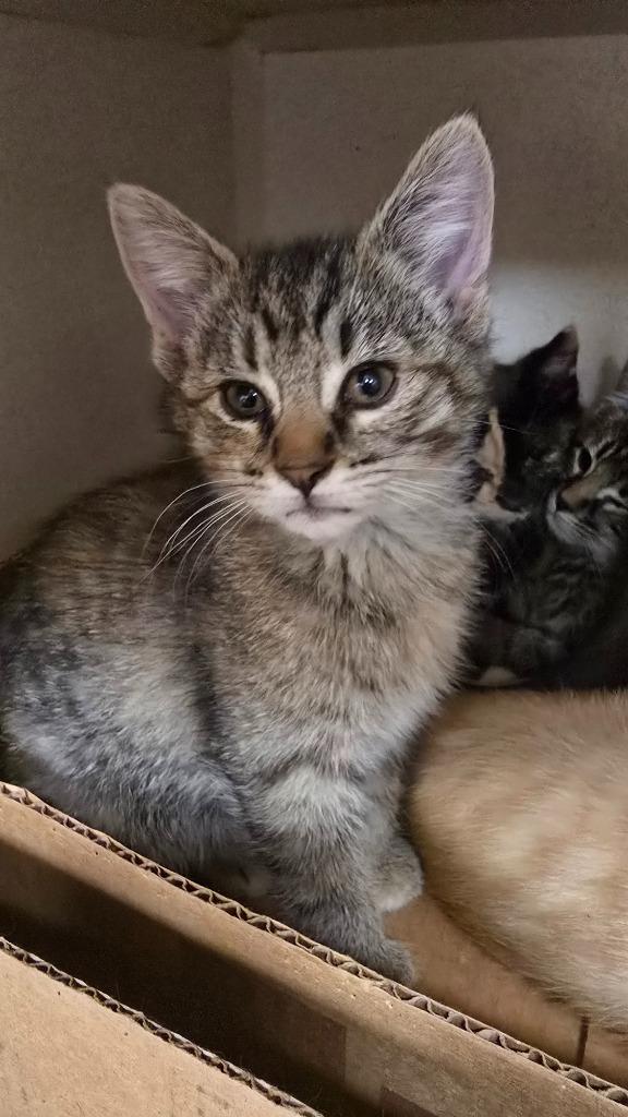 Eleanor, adopted, Young Female Domestic Short Hair.