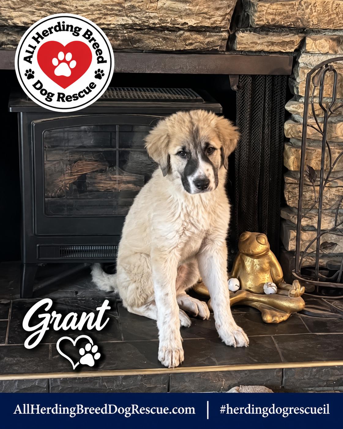 Grant, Adoptable, Puppy Male Anatolian Shepherd.