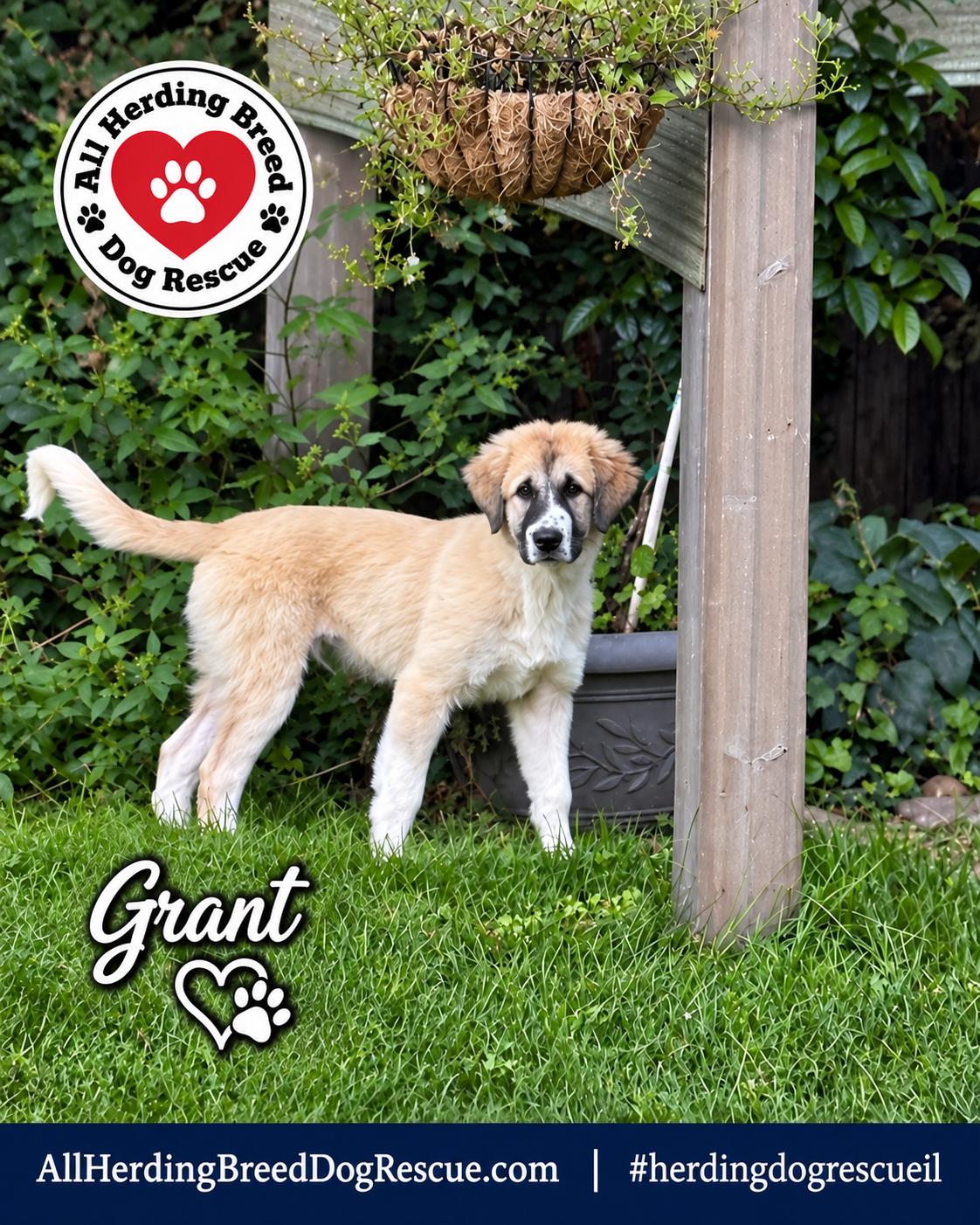Enlarge Grant, a Adoptable Anatolian Shepherd in Joliet, IL image 2/3
