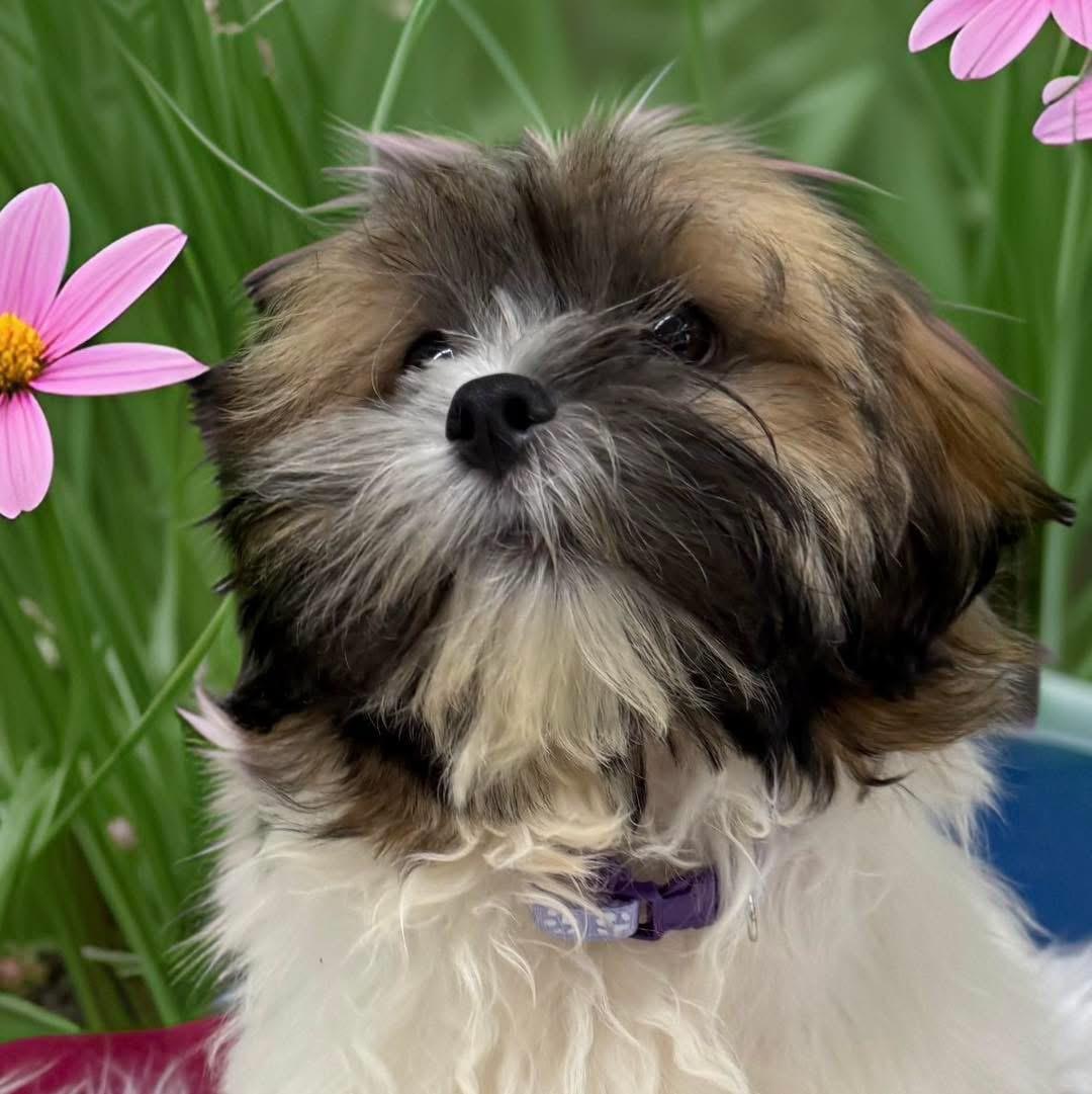 Enlarge Timothy, an adopted Shih Tzu in Mahopac, NY image 3/5