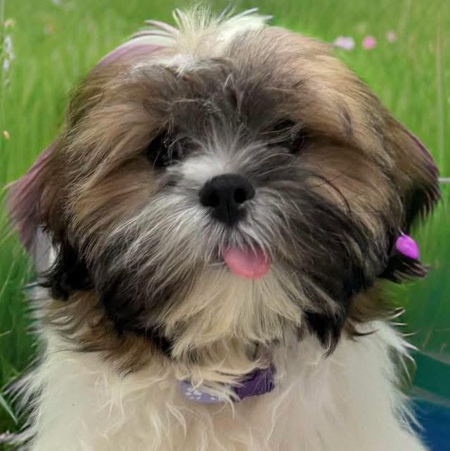 Timothy, adopted, Puppy Male Shih Tzu.