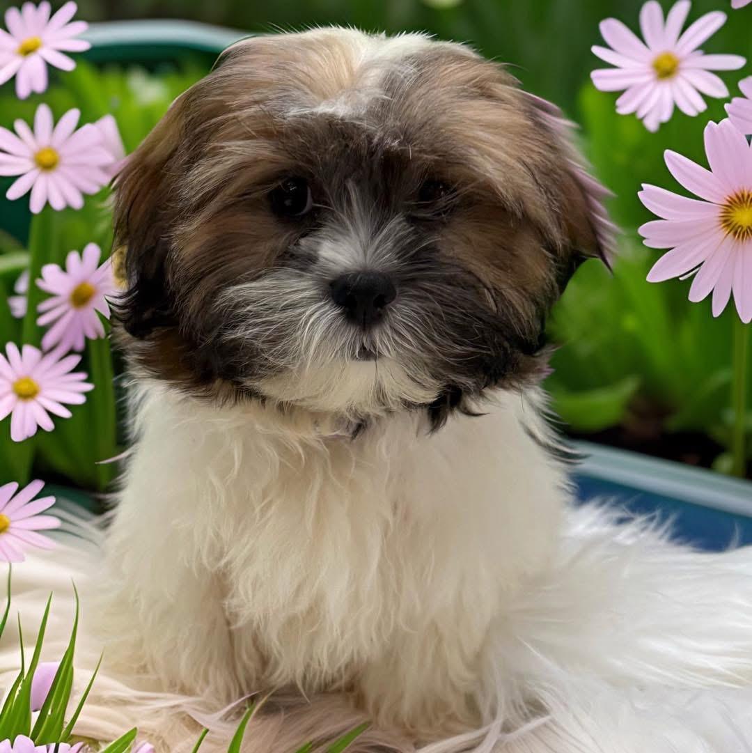 Enlarge Timothy, an adopted Shih Tzu in Mahopac, NY image 4/5