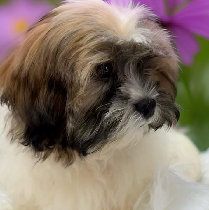Enlarge Timothy, an adopted Shih Tzu in Mahopac, NY image 2/5
