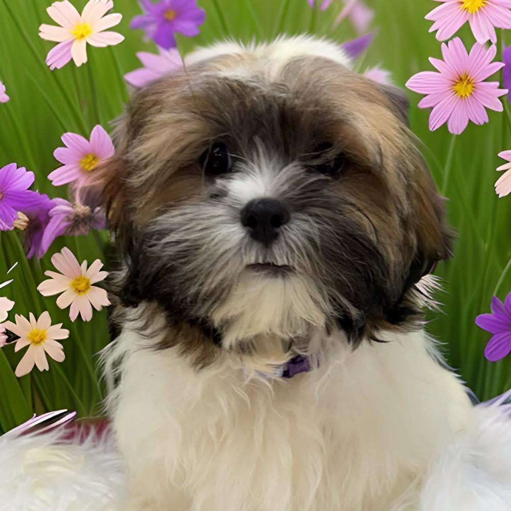 Enlarge Timothy, an adopted Shih Tzu in Mahopac, NY image 5/5