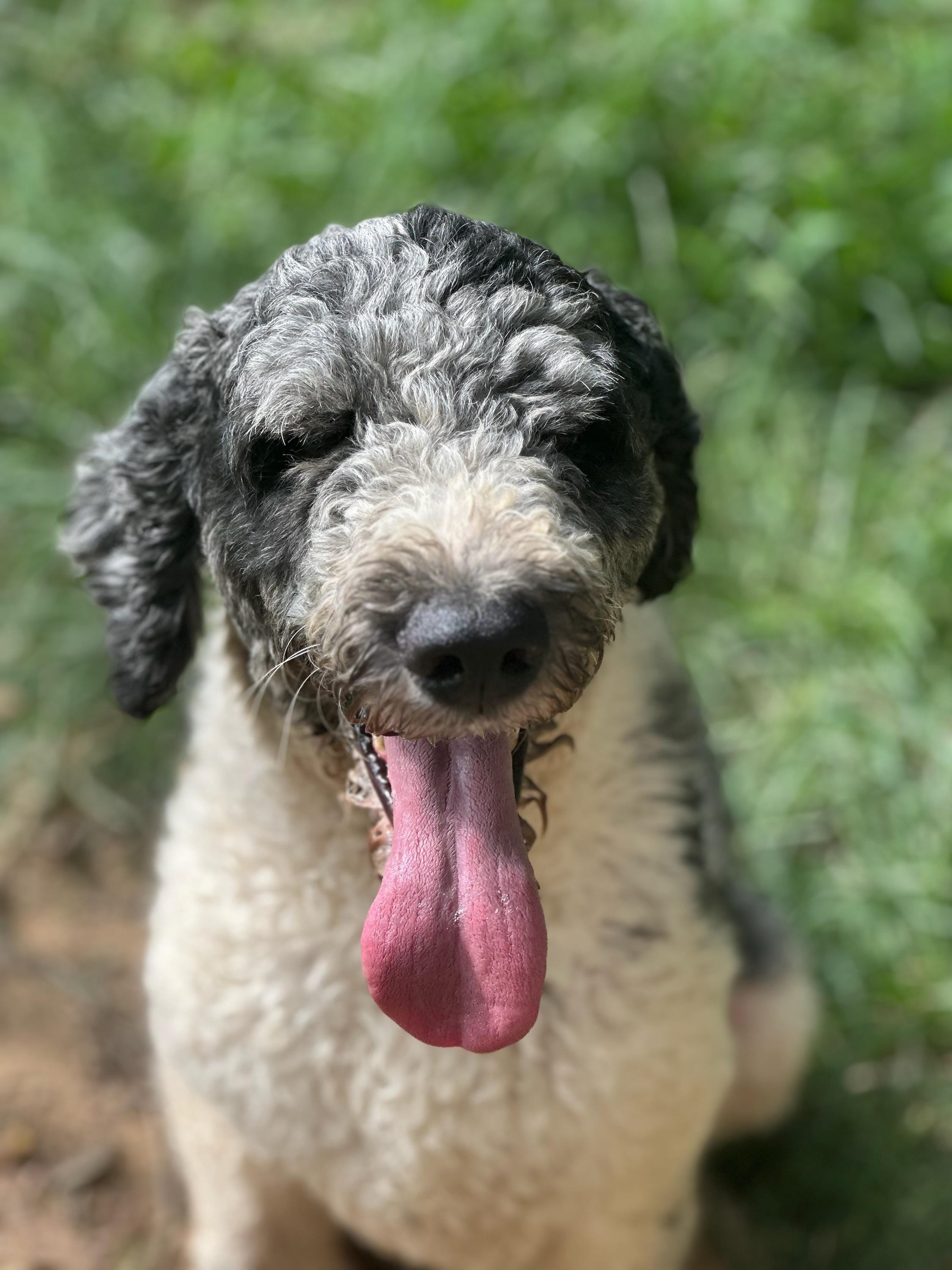 Enlarge Toonie, a Adopted mixed breed in Cowlesville, NY image 1/3