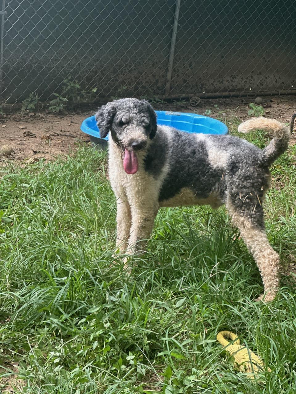 Enlarge Toonie, a Adopted mixed breed in Cowlesville, NY image 2/3