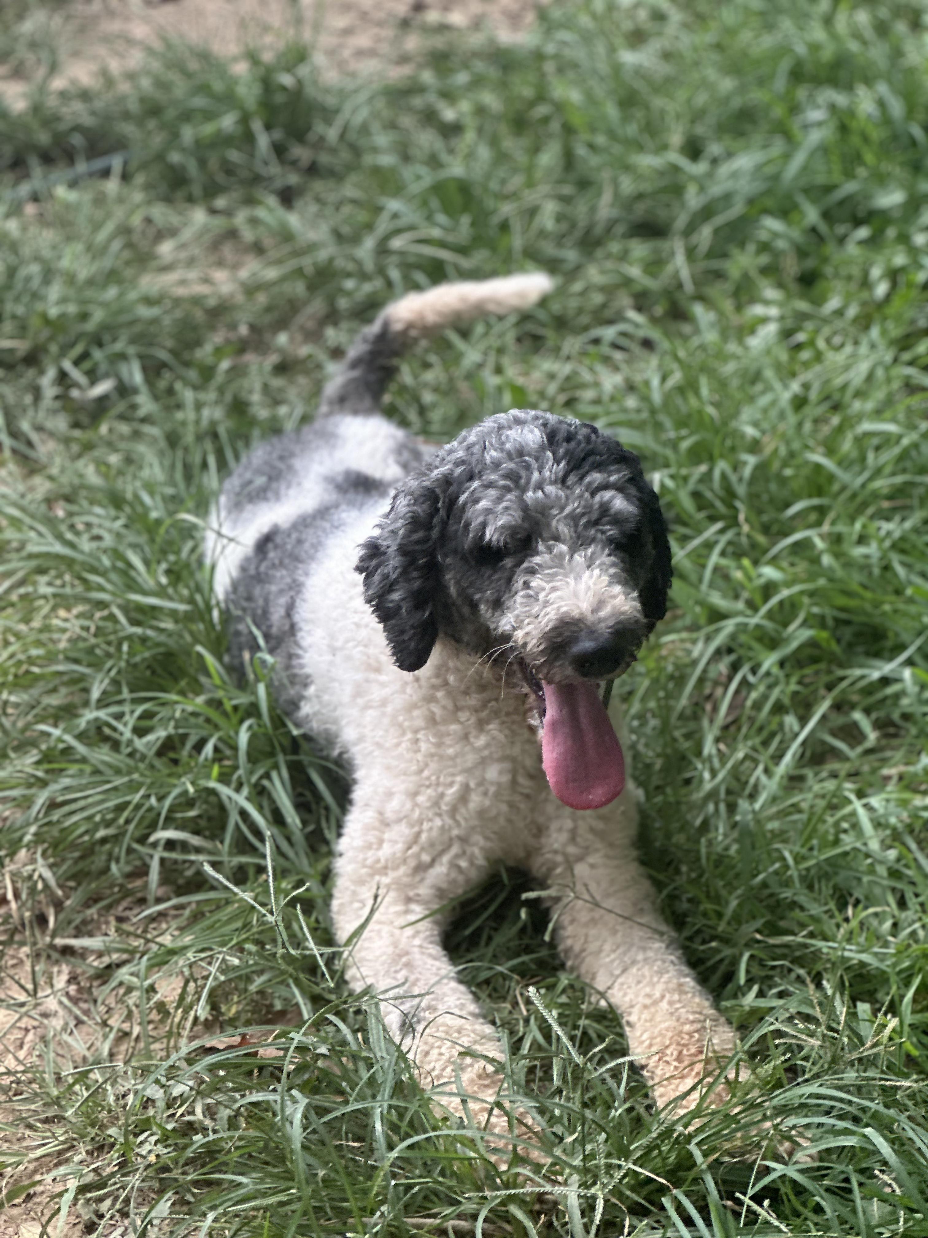 Enlarge Toonie, a Adopted mixed breed in Cowlesville, NY image 3/3
