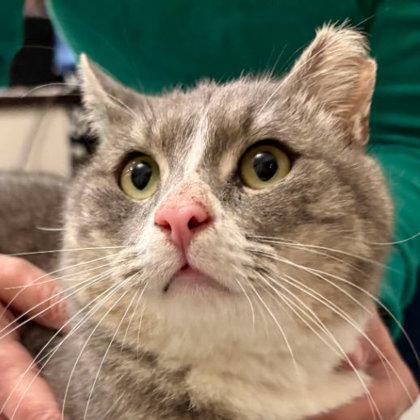 Enlarge Lemur Kershaw (FIV+), a Adoptable mixed breed in Hudson, MA image 1/2