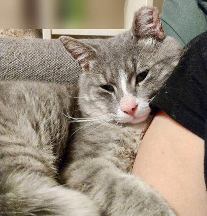 Enlarge Lemur Kershaw (FIV+), a Adoptable mixed breed in Hudson, MA image 2/2