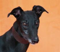 Belle Extra, Adopted, Adult Male Greyhound.