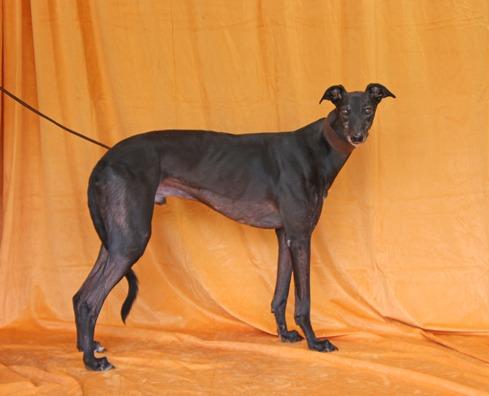 Enlarge Belle Extra, a Adopted Greyhound in Douglasville, GA image 2/3