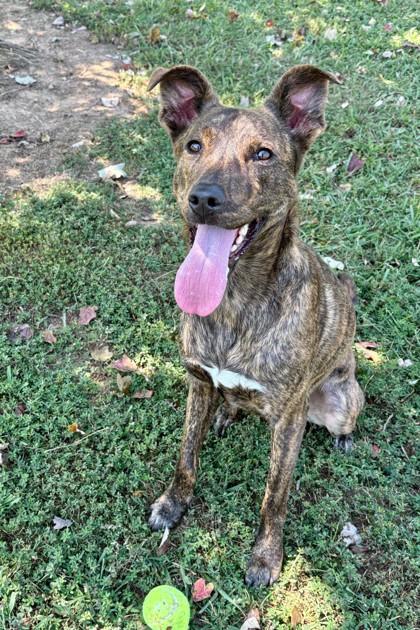 Roberta 870-25, a Adoptable mixed breed in Cumming, GA image 1/3