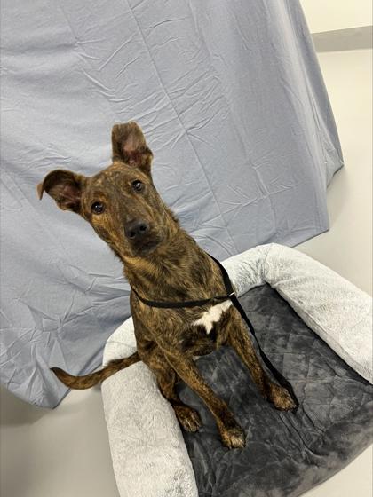 Roberta 870-25, a Adoptable mixed breed in Cumming, GA image 2/3