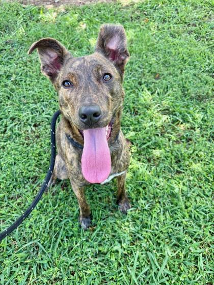 Roberta 870-25, a Adoptable mixed breed in Cumming, GA image 3/3