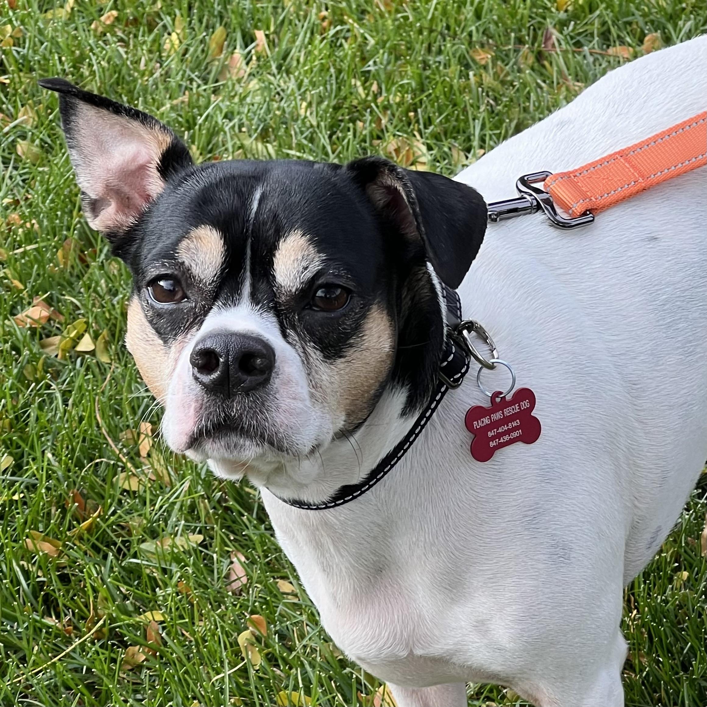 Kenny, a Adoptable mixed breed image 3/5