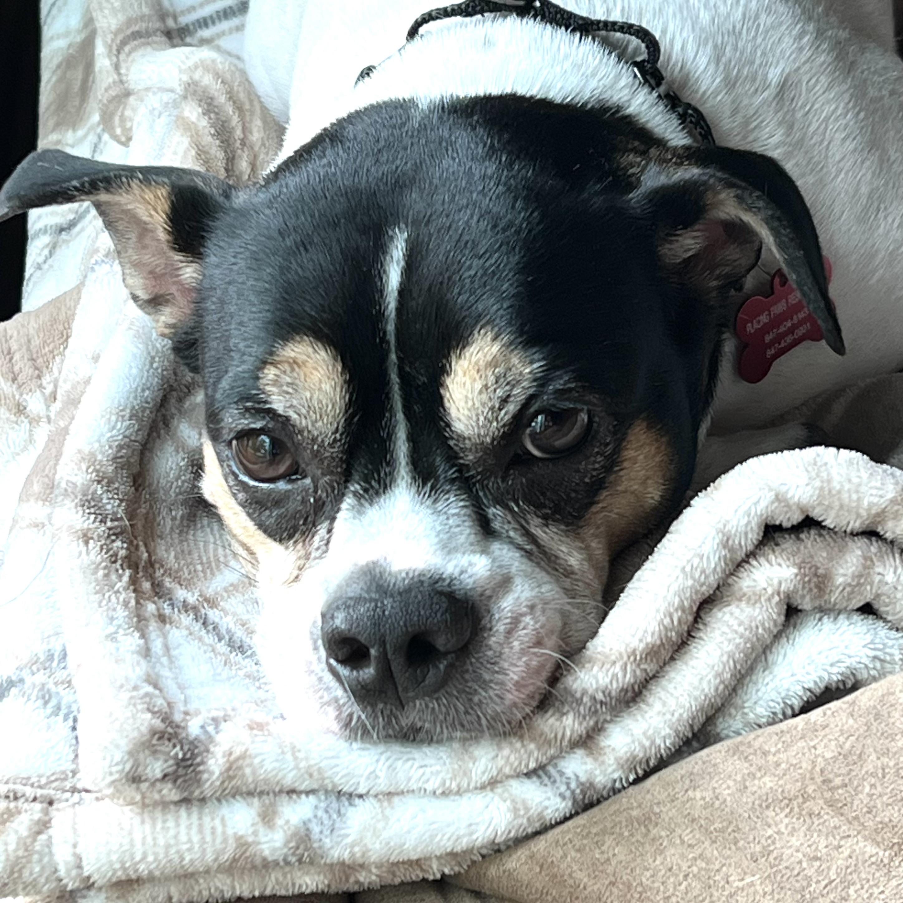 Kenny, a Adoptable mixed breed image 2/5