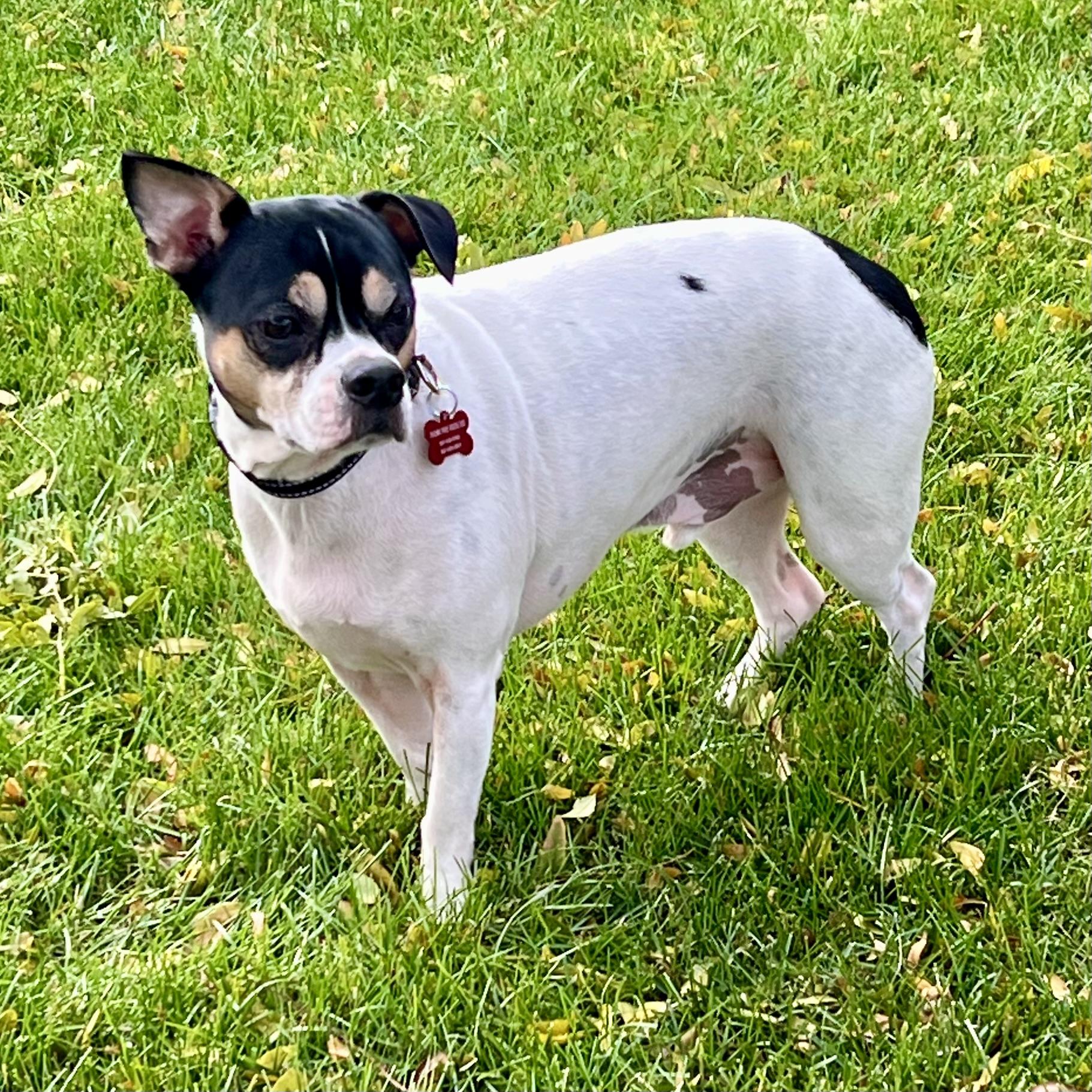 Kenny, a Adoptable mixed breed image 4/5