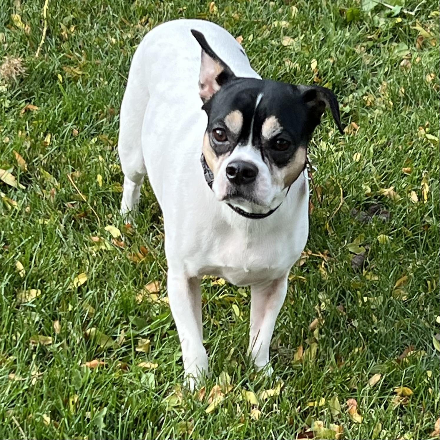 Kenny, a Adoptable mixed breed image 5/5
