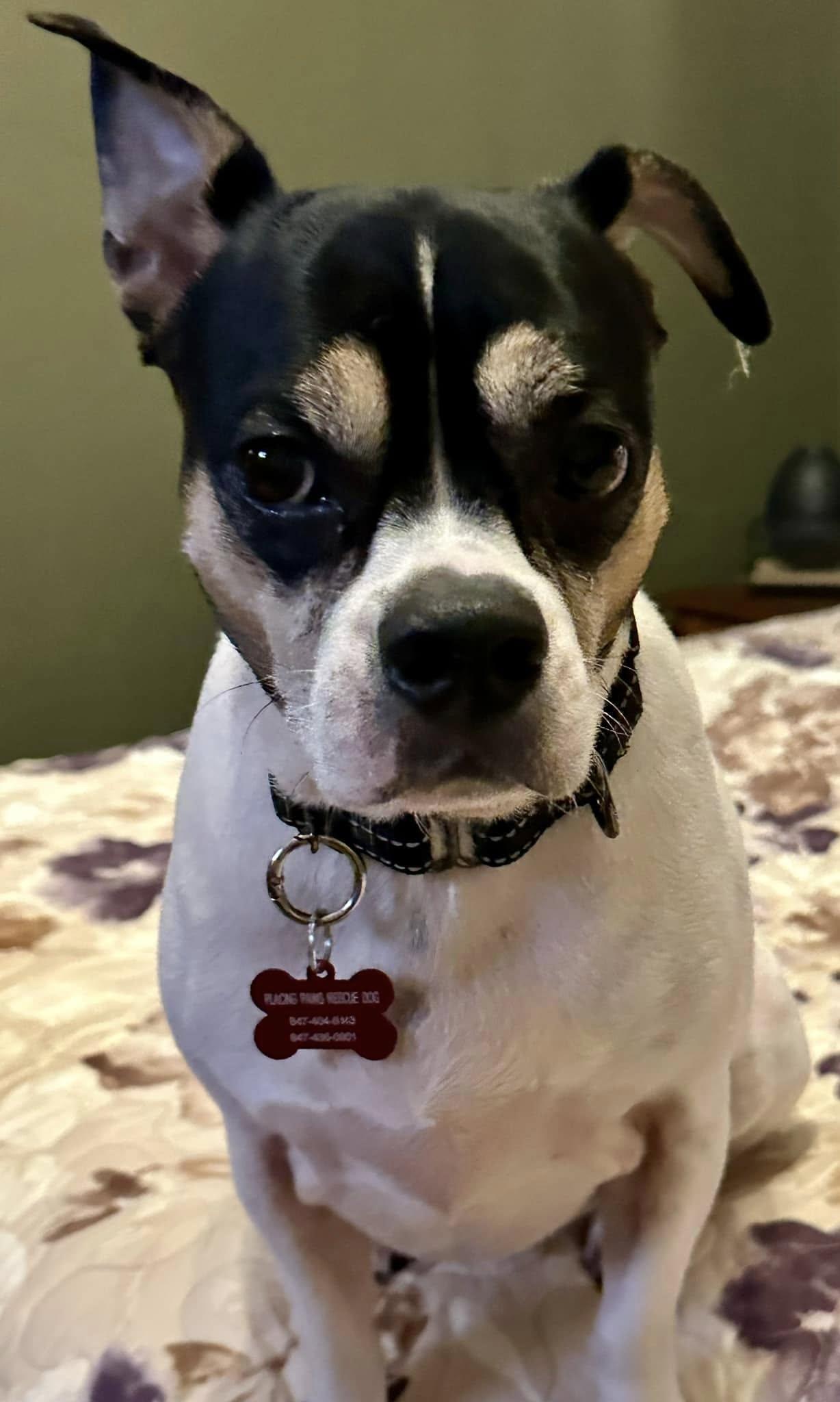 Kenny, a Adoptable mixed breed image 1/5