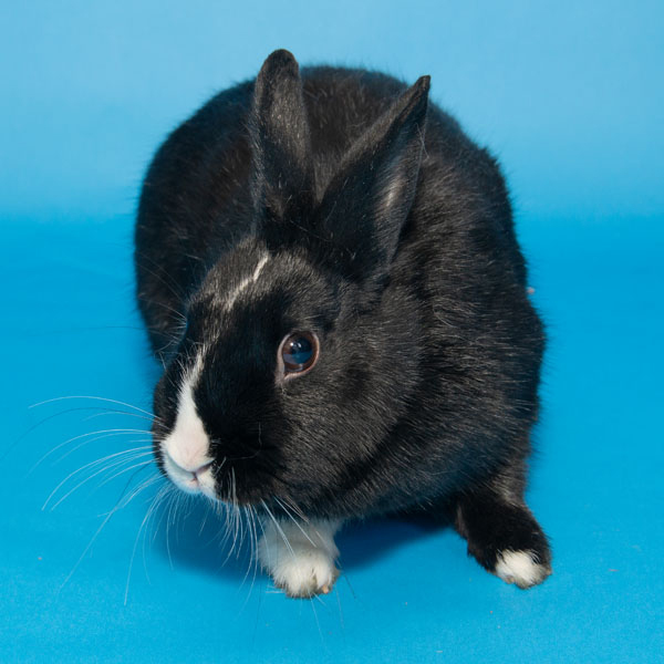 Enlarge Mochi, a Adoptable mixed breed in Whittaker, MI image 1/5