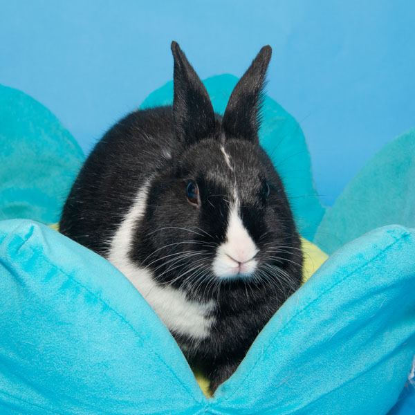 Enlarge Mochi, a Adoptable mixed breed in Whittaker, MI image 2/5