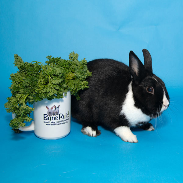 Enlarge Mochi, a Adoptable mixed breed in Whittaker, MI image 3/5