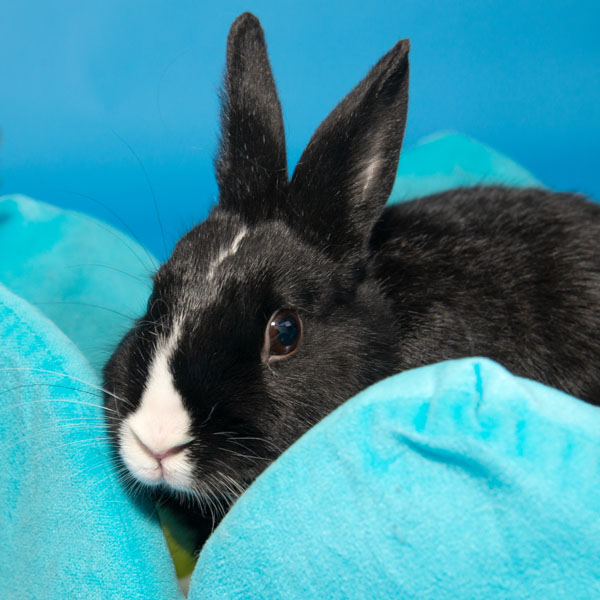 Enlarge Mochi, a Adoptable mixed breed in Whittaker, MI image 4/5