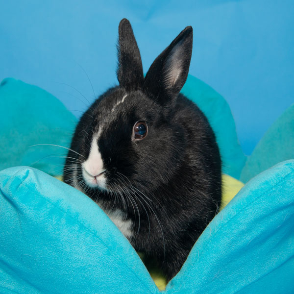 Enlarge Mochi, a Adoptable mixed breed in Whittaker, MI image 5/5