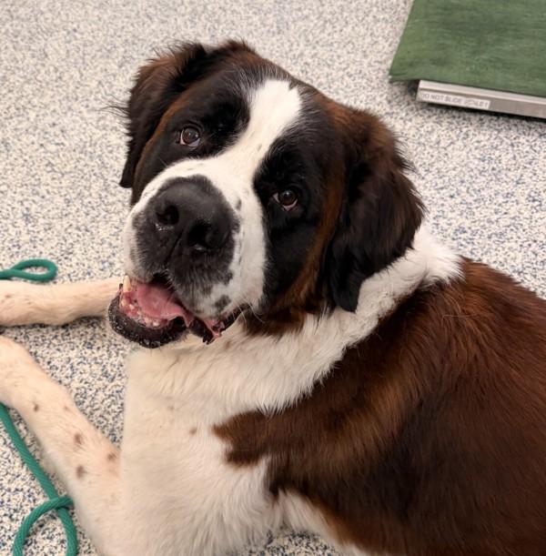 Lou, a Adoptable Saint Bernard in Golden, CO image 1/3