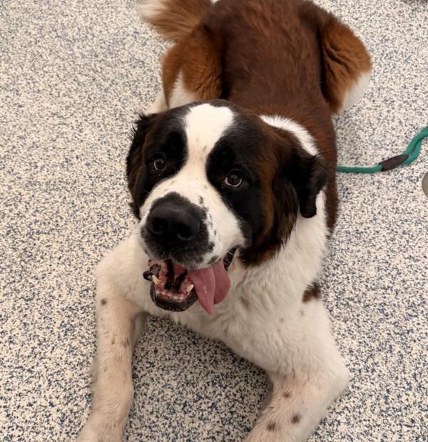 Lou, a Adoptable Saint Bernard in Golden, CO image 2/3