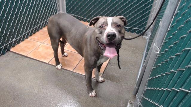 AZUL, Adoptable, Adult Male Pit Bull Terrier.