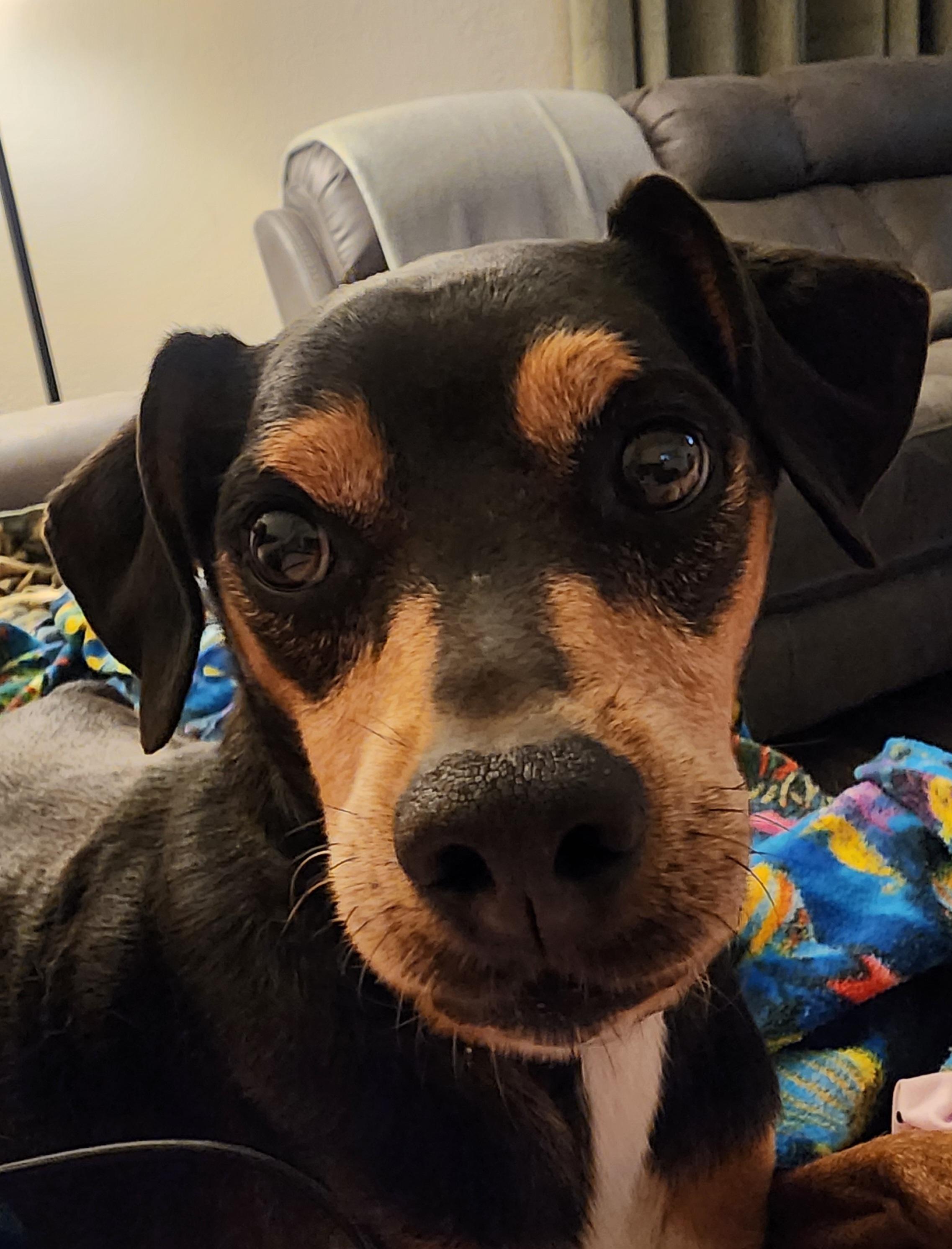 Rocky, a Adoptable mixed breed in Yukon, OK image 2/4