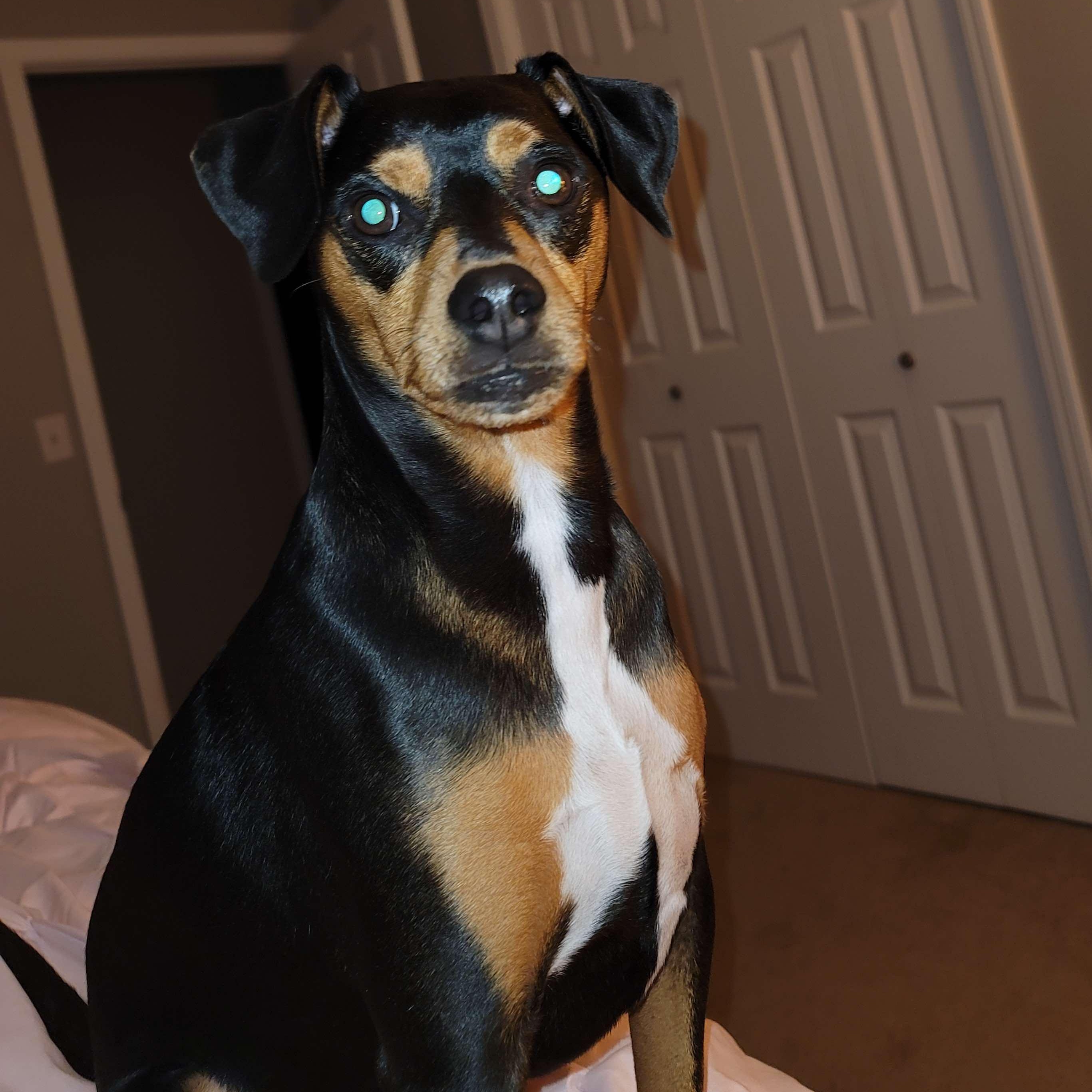 Rocky, a Adoptable mixed breed in Yukon, OK image 4/4