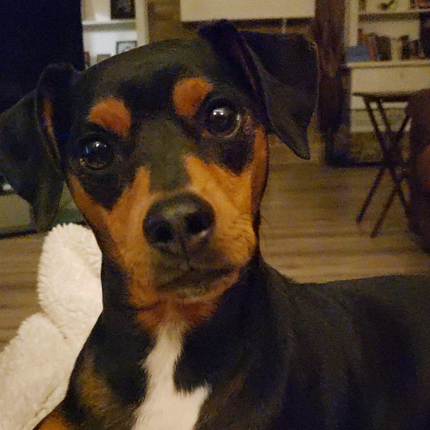 Rocky, Adoptable, Senior Male Miniature Pinscher.