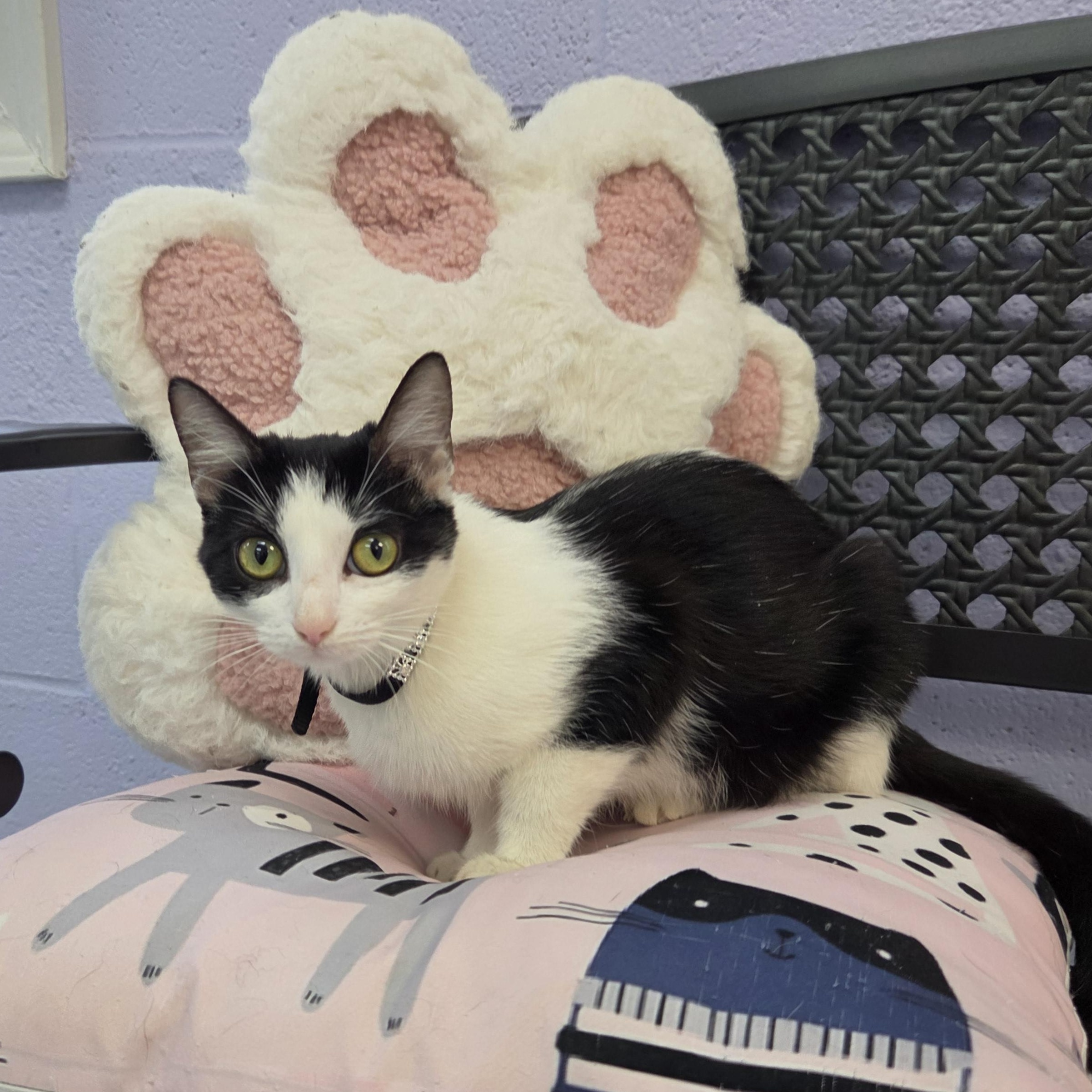 Espresso, adoptable, Young Female Domestic Short Hair.