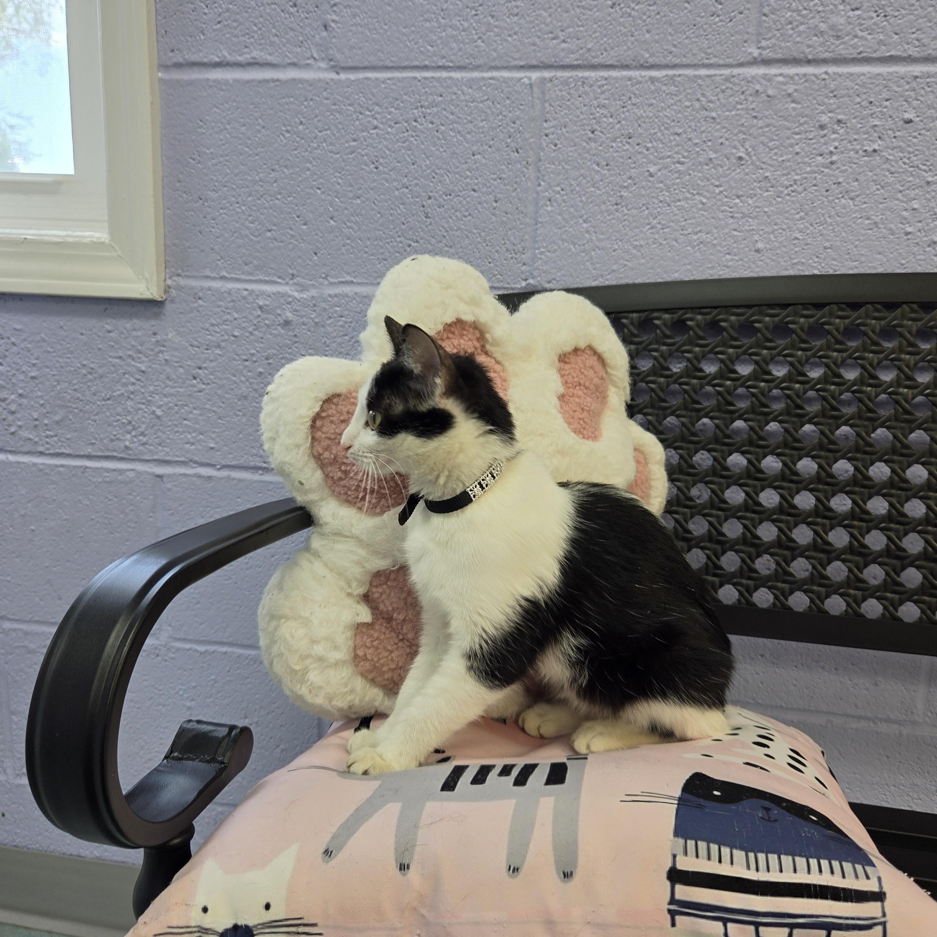 Enlarge Espresso, an adoptable Domestic Short Hair in Bardstown, KY image 4/5