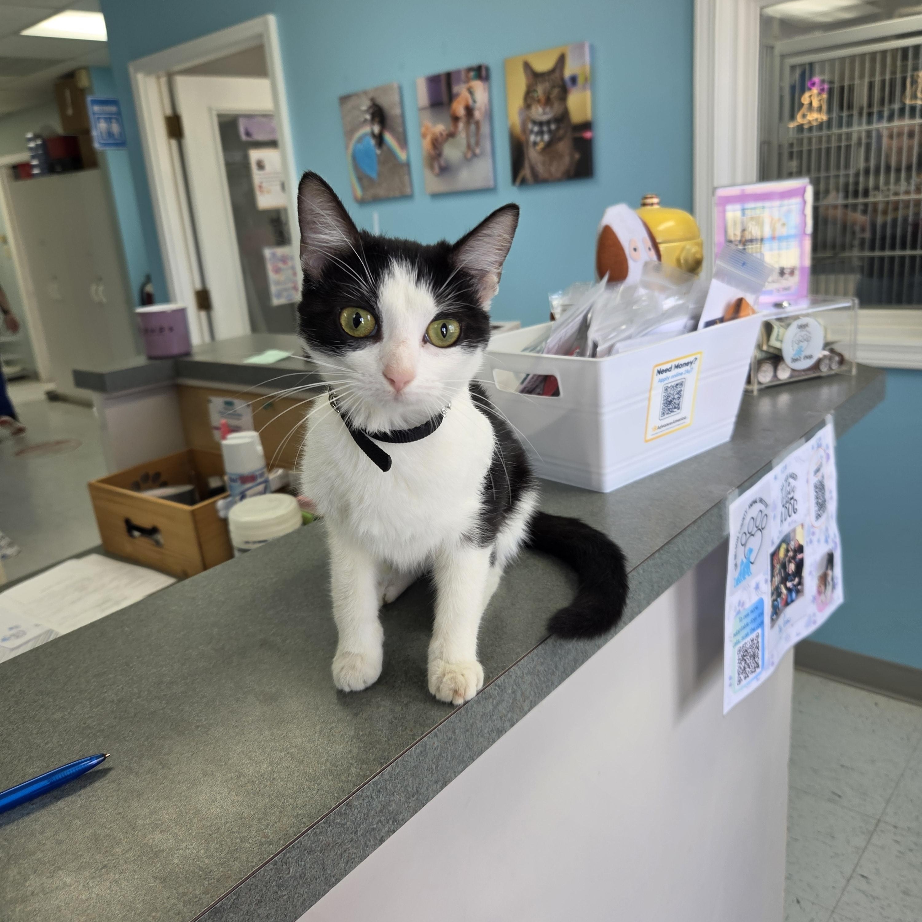 Enlarge Espresso, an adoptable Domestic Short Hair in Bardstown, KY image 2/5