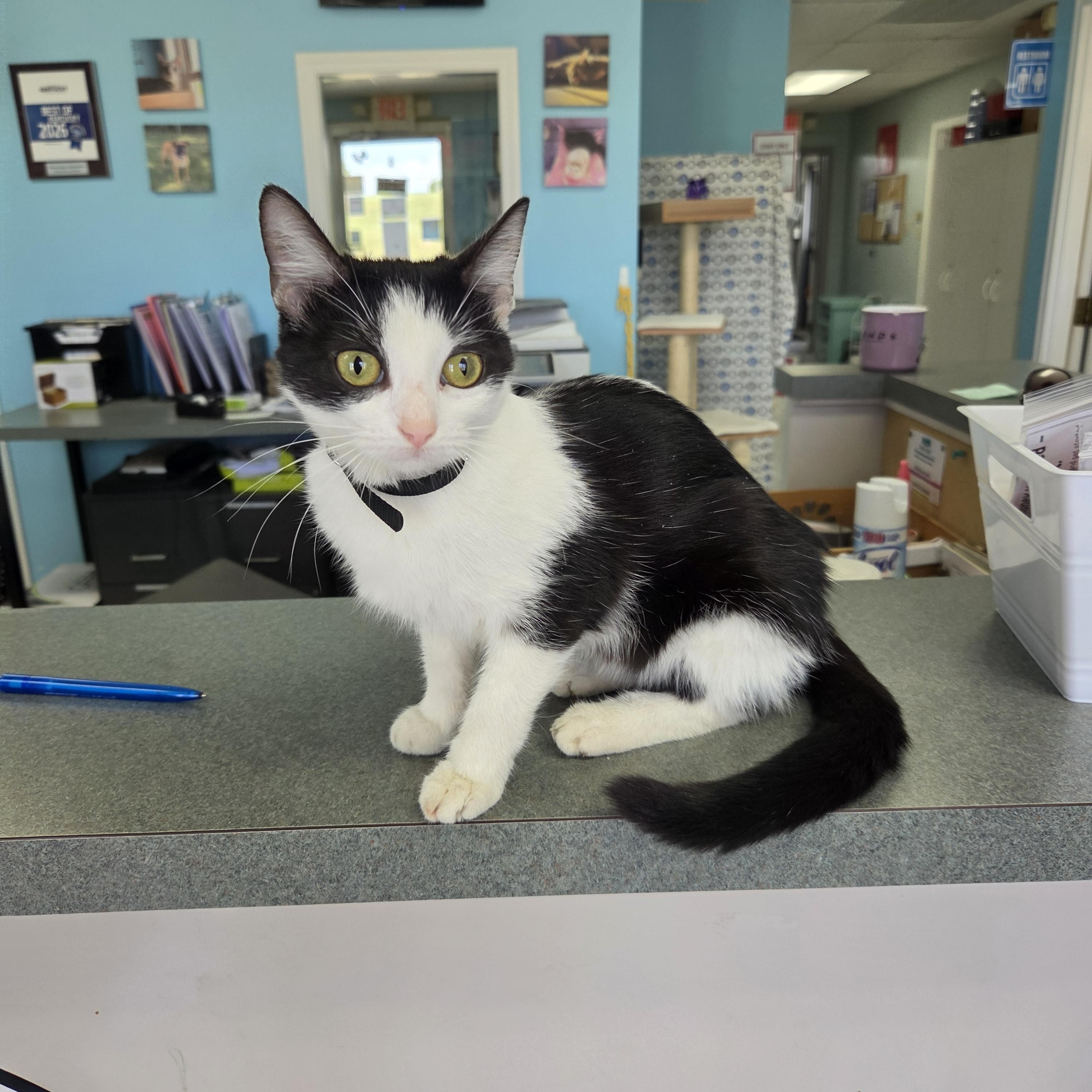 Enlarge Espresso, an adoptable Domestic Short Hair in Bardstown, KY image 3/5