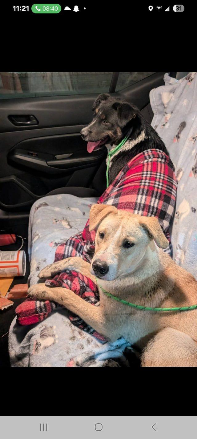 Laverne and Shirley Bonded Sisters, Adoptable, Adult Female Mixed Breed.