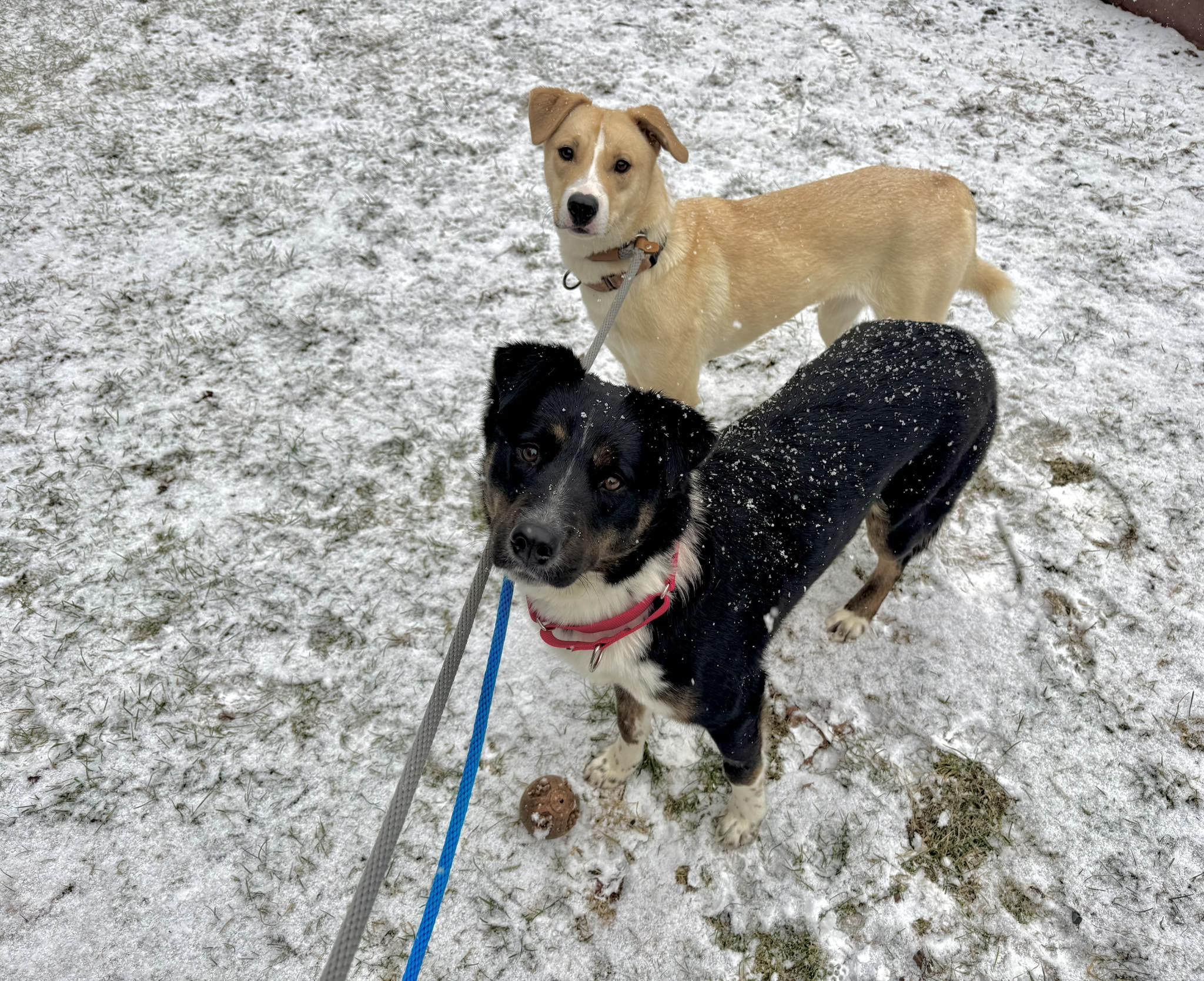 Laverne and Shirley Bonded Sisters, Adoptable, Adult Female Mixed Breed.