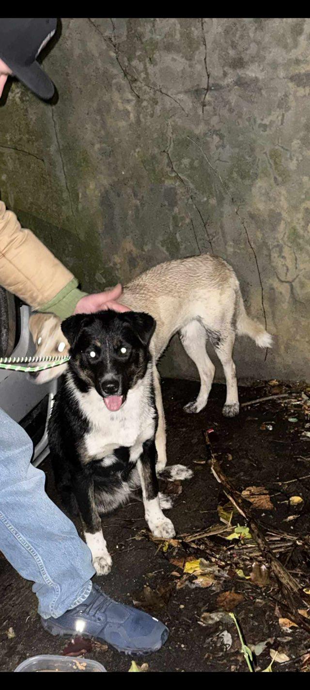 Laverne and Shirley Bonded Sisters, a Adoptable Mixed Breed in Ossining, NY image 2/2