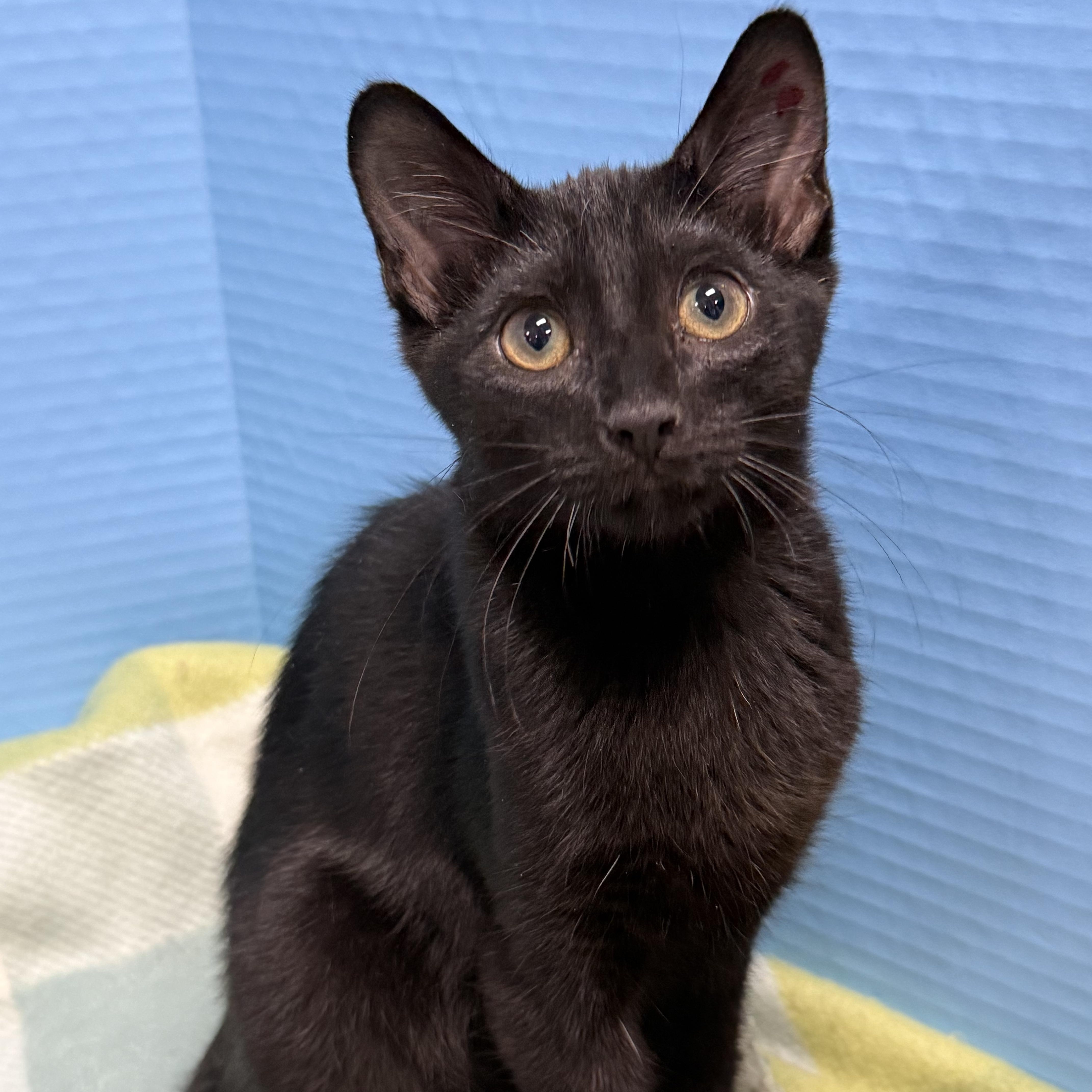 Curly, Adopted, Kitten Male Domestic Short Hair.
