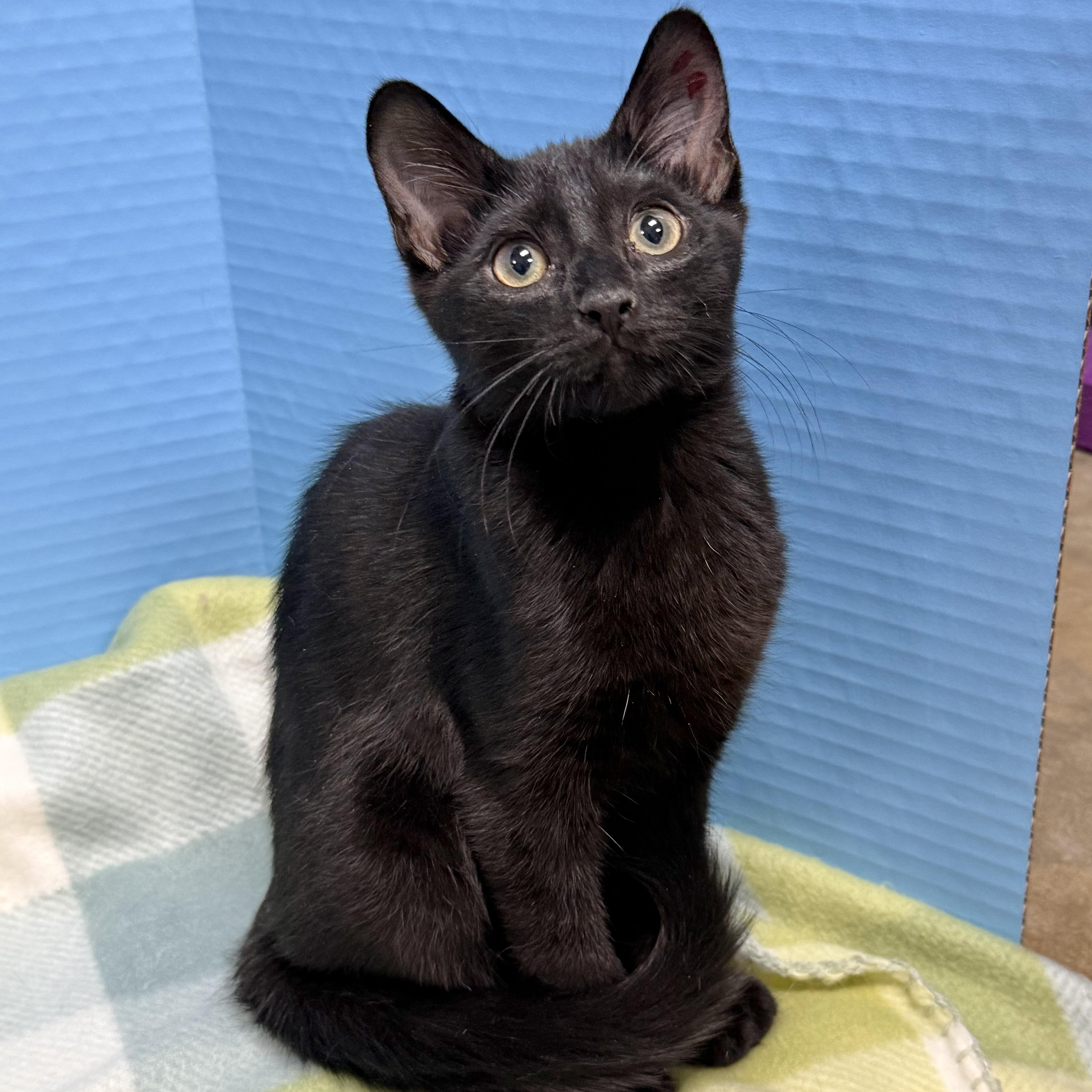 Enlarge Curly, a Adopted Domestic Short Hair in Collierville, TN image 4/4