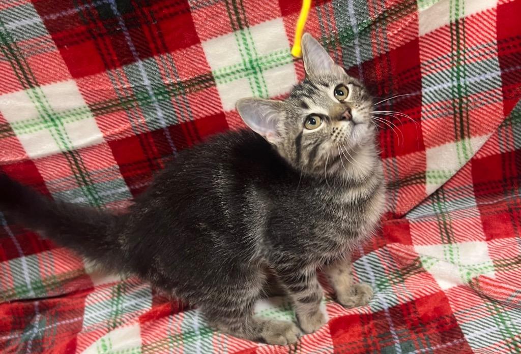 Enlarge Wonderful, a Adoptable mixed breed in Corpus Christi, TX image 1/4