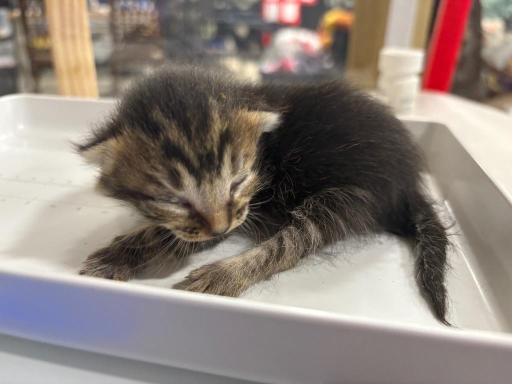 Enlarge Wonderful, a Adoptable mixed breed in Corpus Christi, TX image 2/4