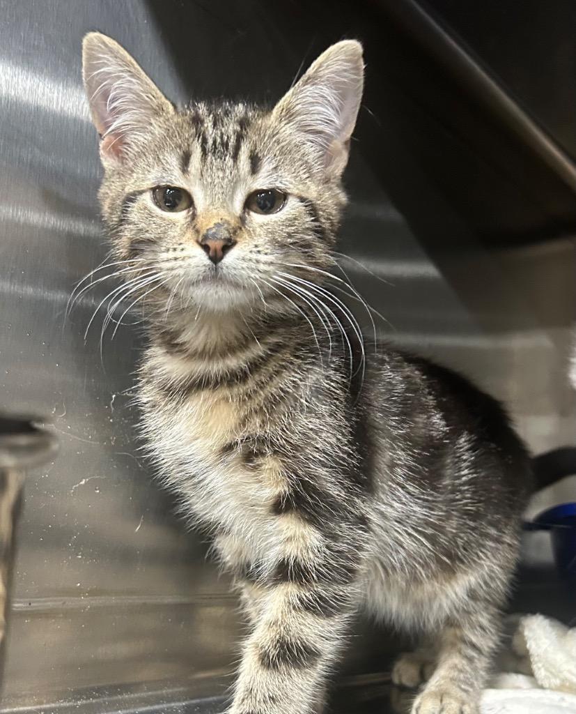 Enlarge Wonderful, a Adoptable mixed breed in Corpus Christi, TX image 3/4